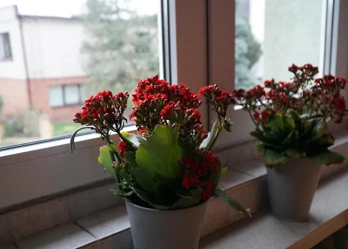 Apartmán Paderewski